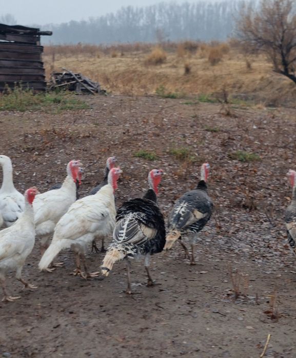 Продам свежее яйцо индюка