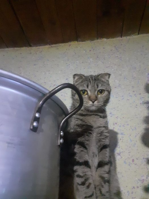 Rayli Reid anal porno