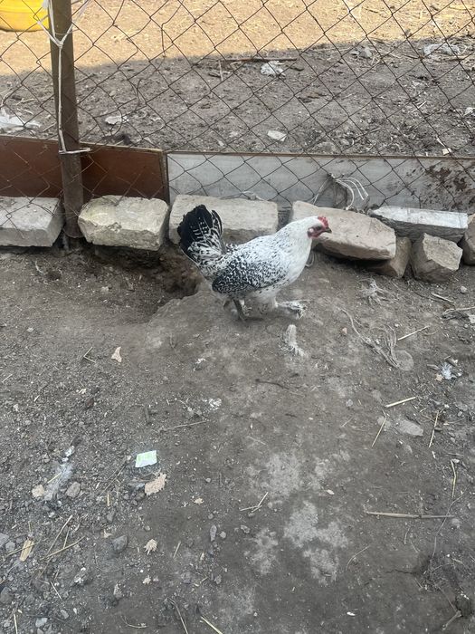 Продам карликов 8месяцев