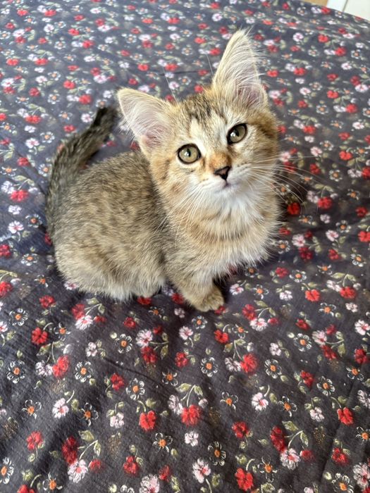 Отдам котят в добрые руки