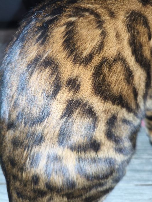 Бенгальские котята ( бронь)