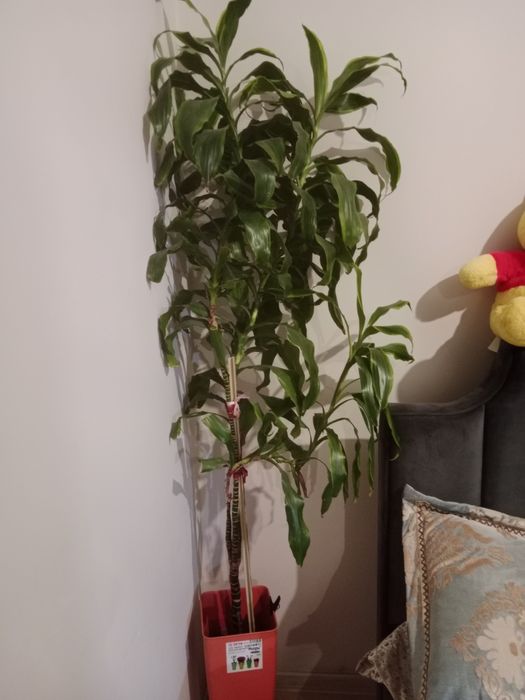 Светы  пальма метр 1,70