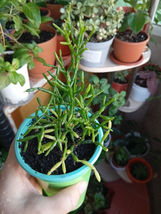 Комнатные растения продам