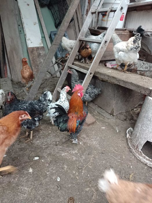 Vând cocoș american