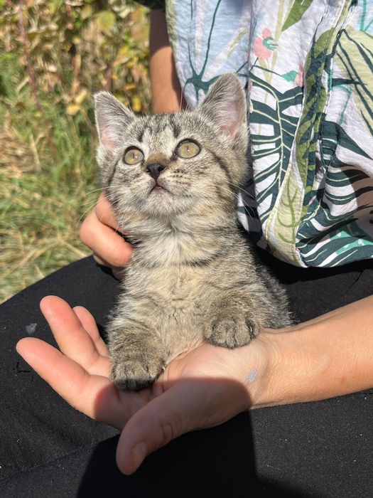 Котята ищут дом.