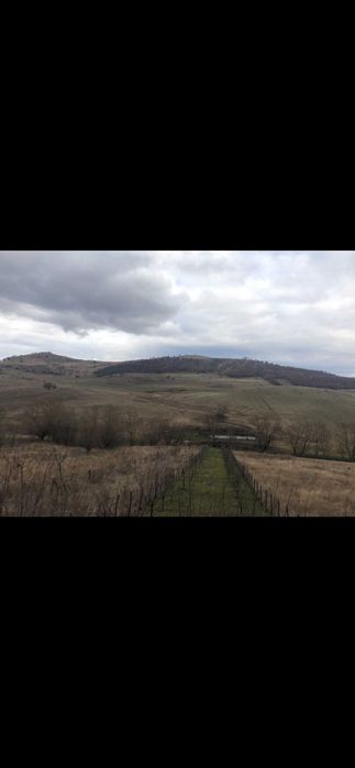 Teren extravilan 2100 mp- Salicea, acces drum ,investitie