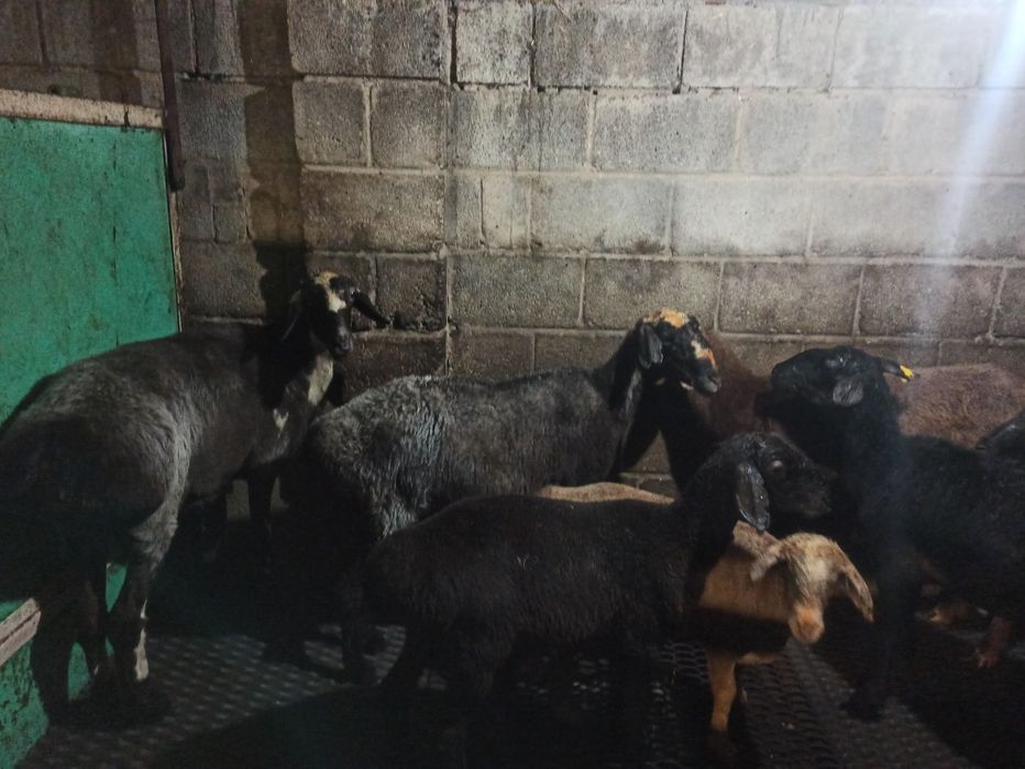 Семиз кой сатылады