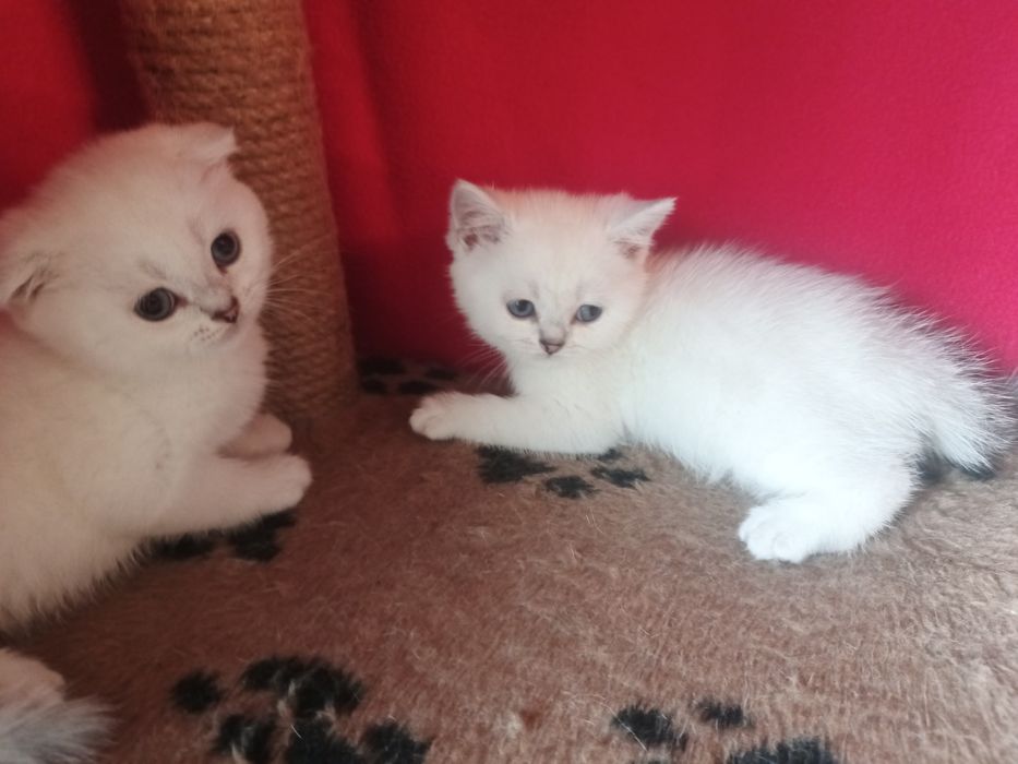 Котята шиншилла  , британцы
