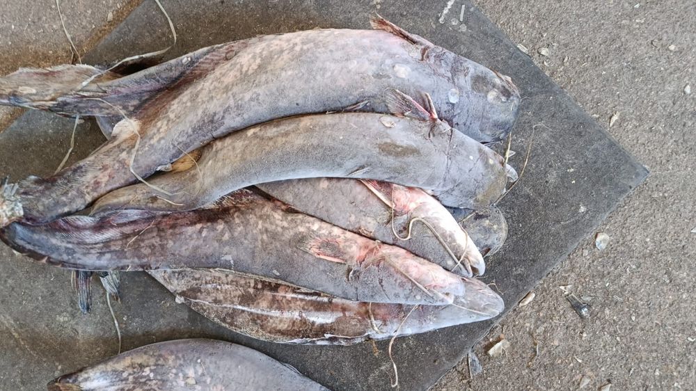Рыба балык сом мороженый