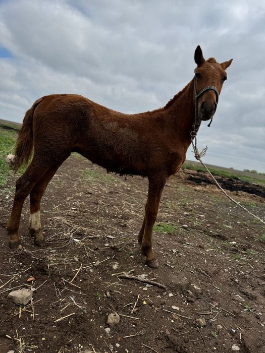 1 жасар тай жеребчик еркек