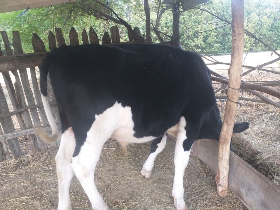 Vand un tăuraș .Nu raspund la mesaje