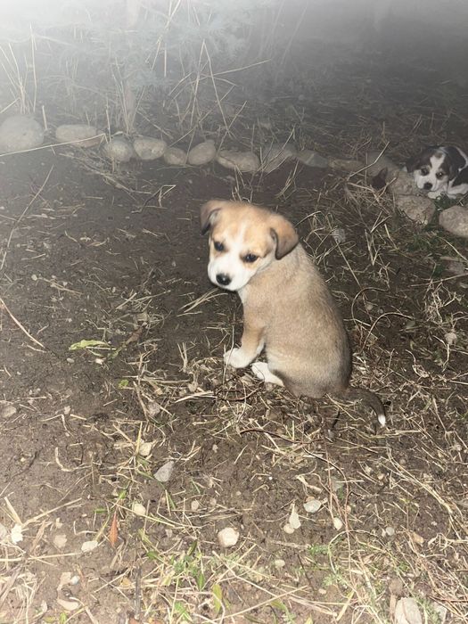 Красивые щенки, отдам даром.