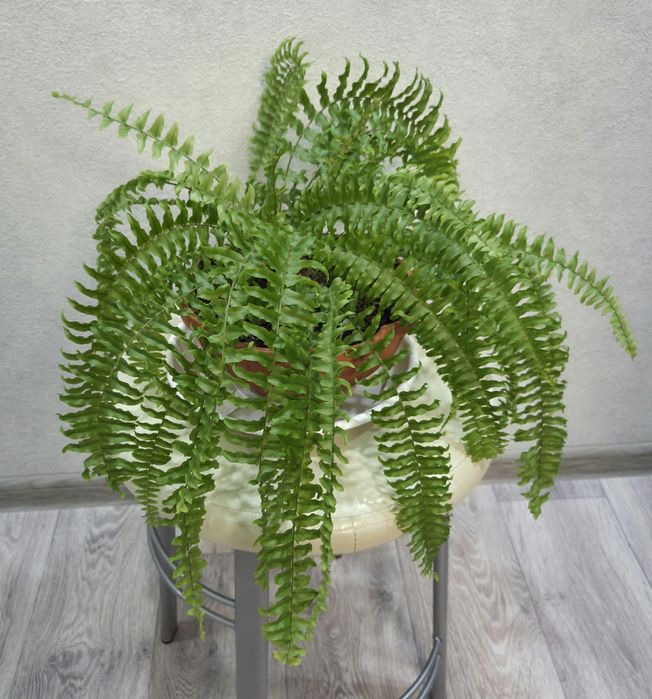 Продам комнатные цветы.