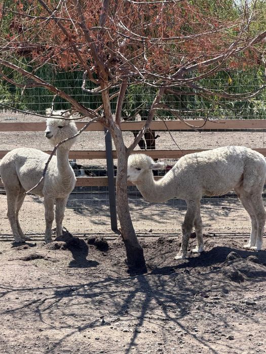 Familie Alpaca, o Femela si 2 masculi
