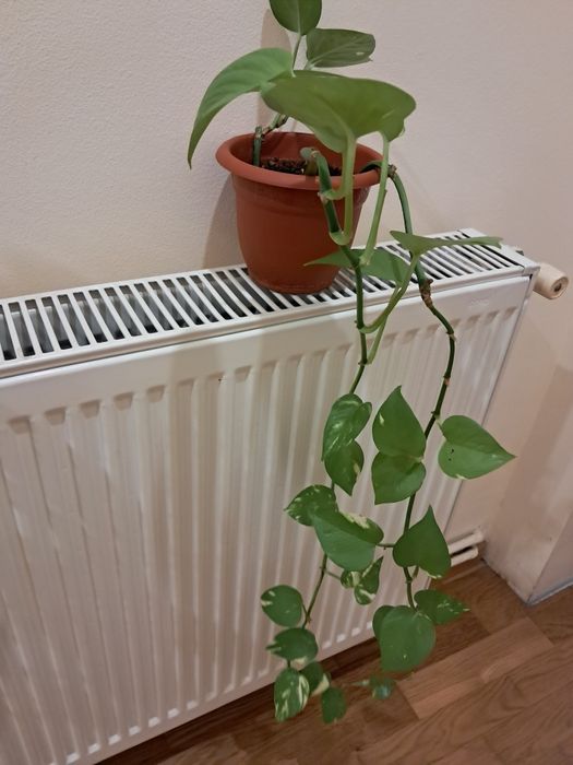 Vand planta ornamentala epipremnum aureum