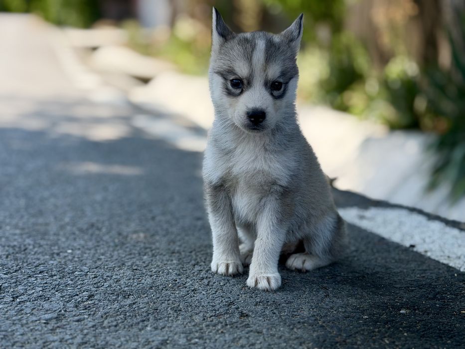 Pui femela rasa husky siberian!