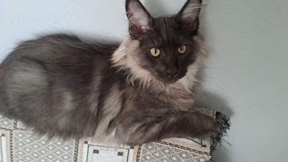 Maincoon  cu părinței champions