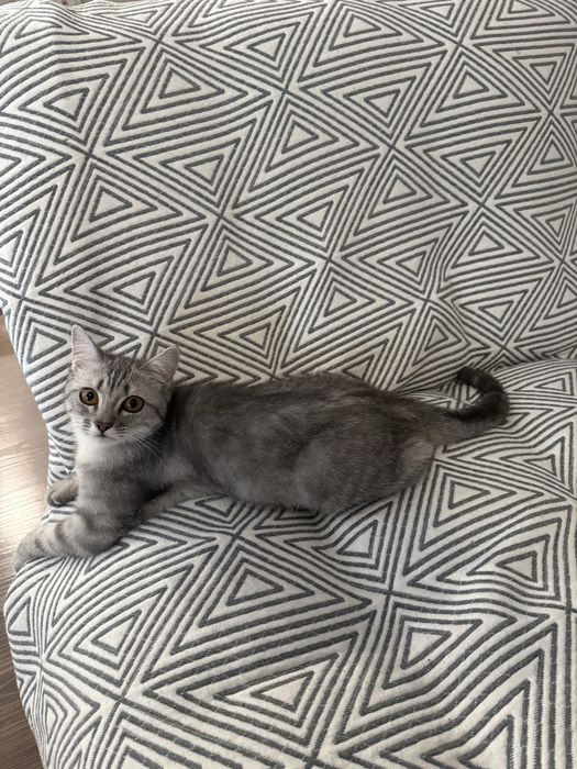 Кошечка Луна ищет дом!