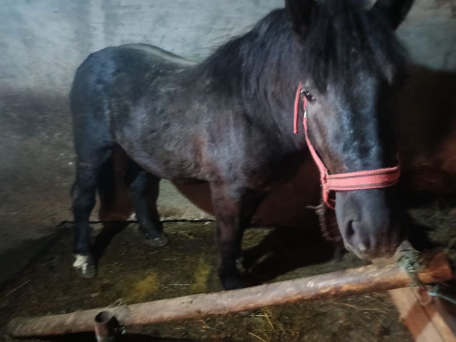 Vind sau schimb cu Duba nu veniți cu toate reginele