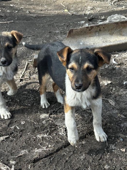 Отдам щенят в добрые руки