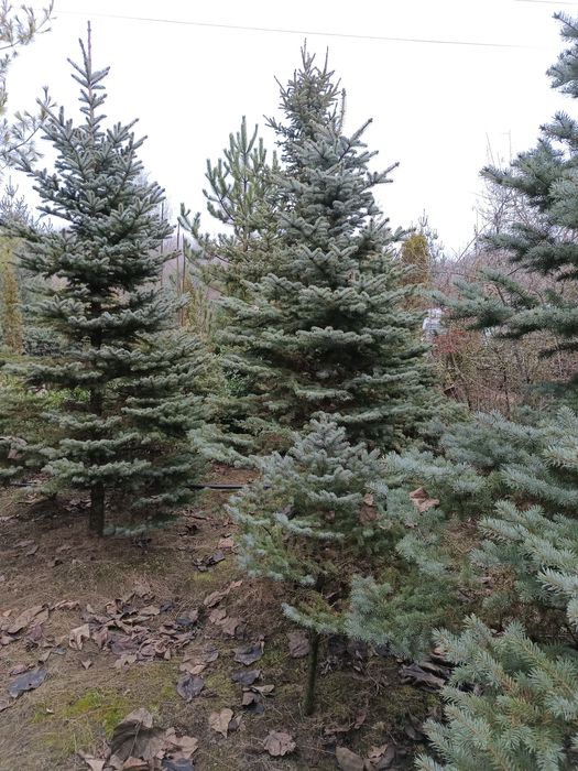 Brazi argintii de vanzare