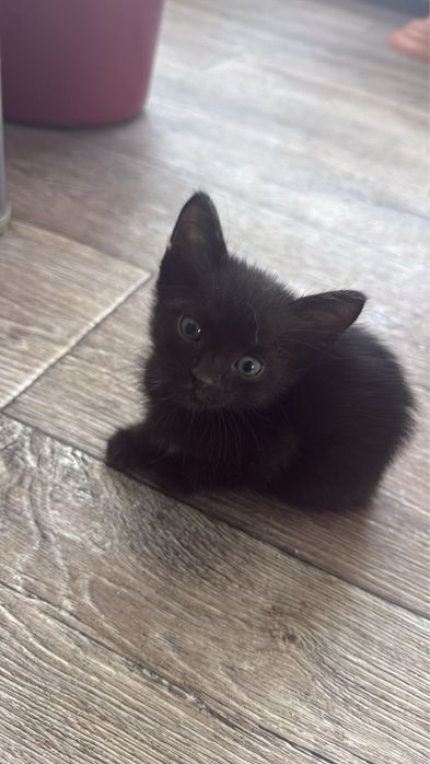 Отдам котят в добрые руки!