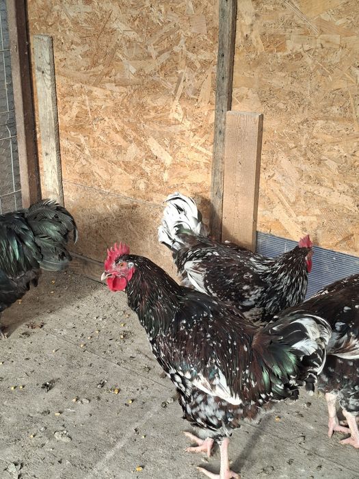 Cocosi australorp si sussex portelan