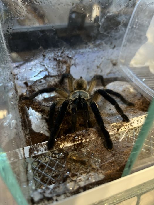 Паук-птицеед Monocentropus balfouri