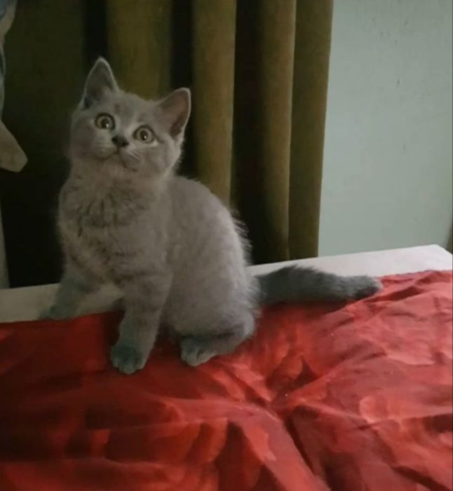 Шикарные котяьа, девочки голубого окраса