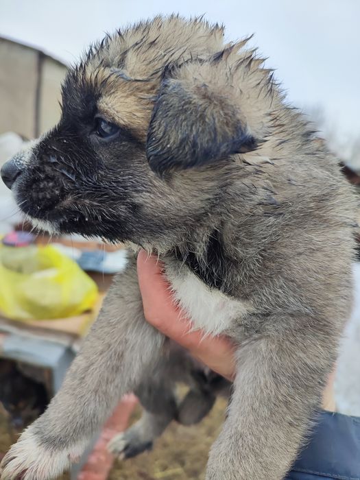 Щеночки в хорошие,добрые руки