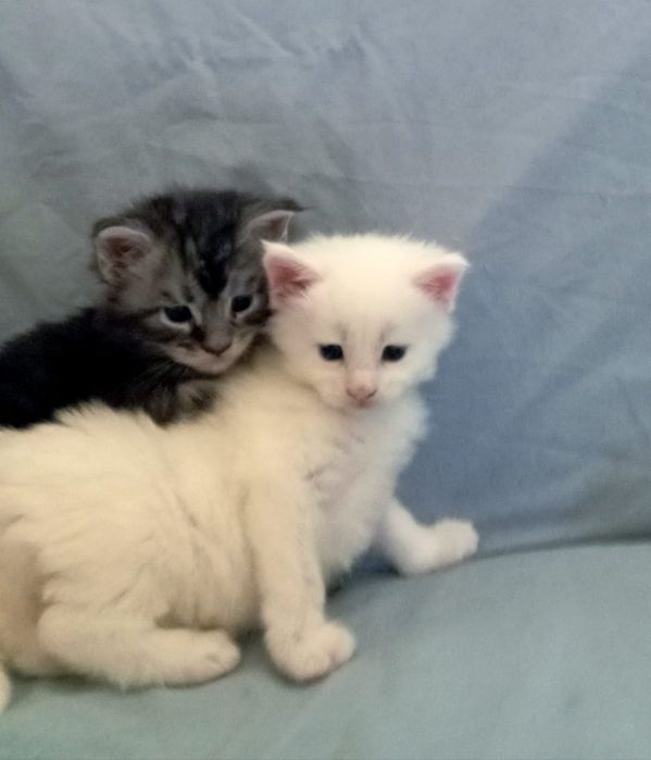Мейн Кун котята питомник