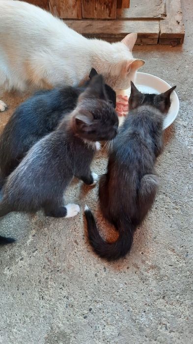 Отдам котят в хорошие руки