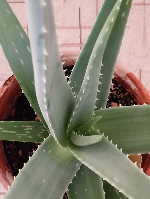 Алоэ столетник 7 лет