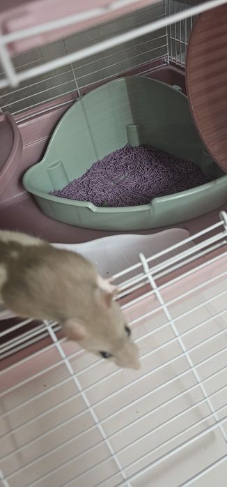 Продам клетку с крысятами
