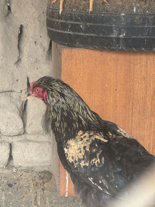 Петух,қораз,иитииити