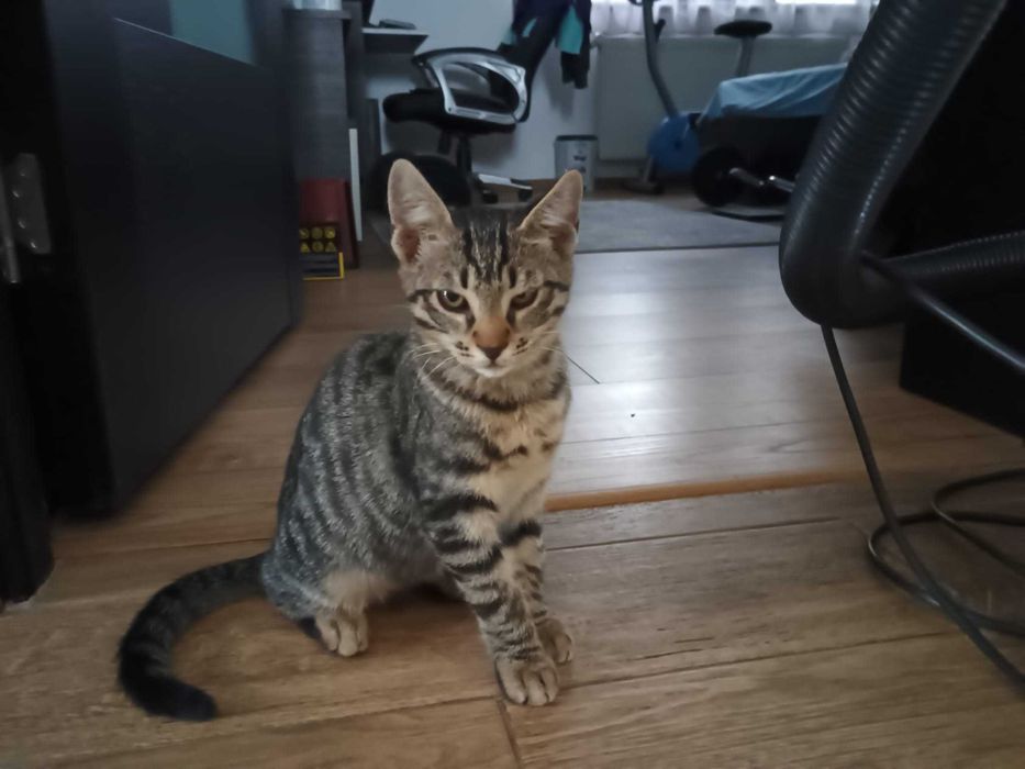 Dau pentru adoptie pui pisica tigrata