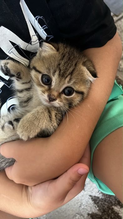 Плюшевые катята