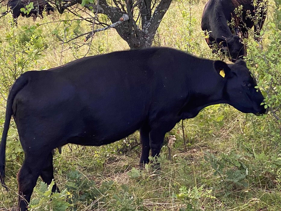 Gestante Angus cu Pedigree!