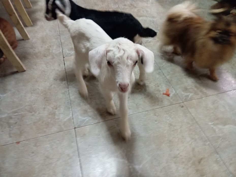 Продам козлят мальчиков