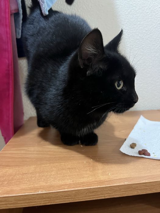 Отдам в добрые руки