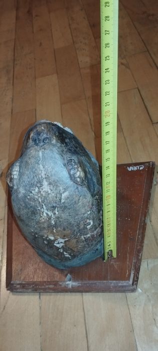 Водна остенурка от Куба