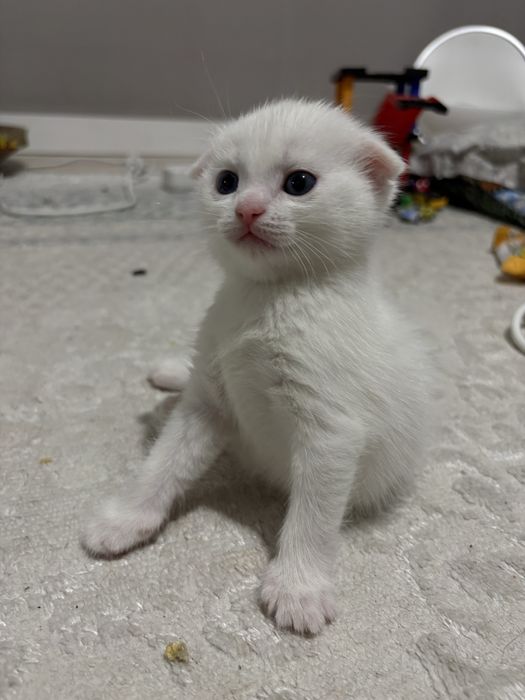 белая шиншилла, вислоухий мальчик