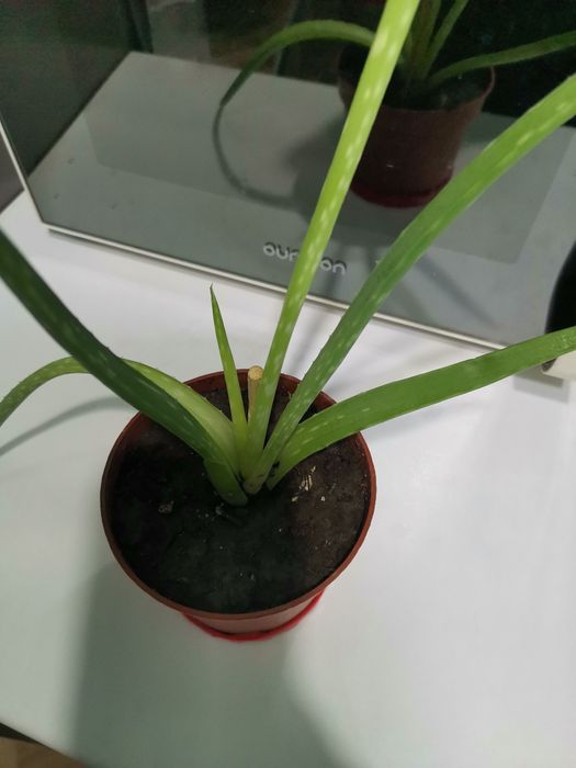 Продам алое вера