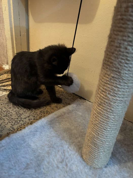 Отдам котенка