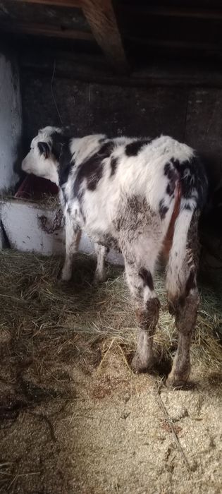 De vânzare o vițea belgiană