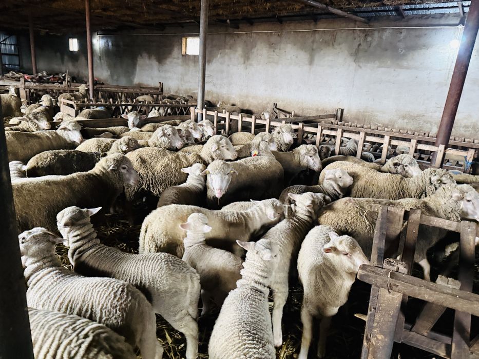 Vand 100 de oi din rasa Merinos de Palas