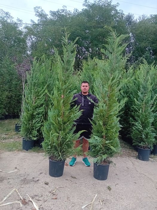 Vând chiparos leylandi la ghiveci