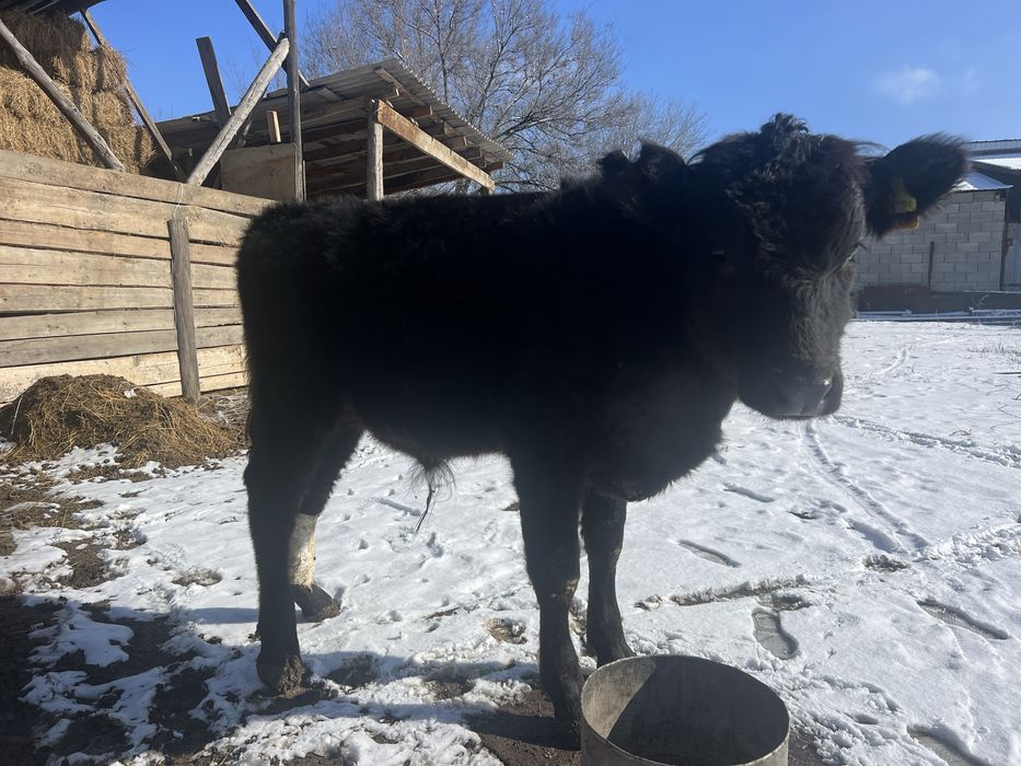 Продам бычка !!!