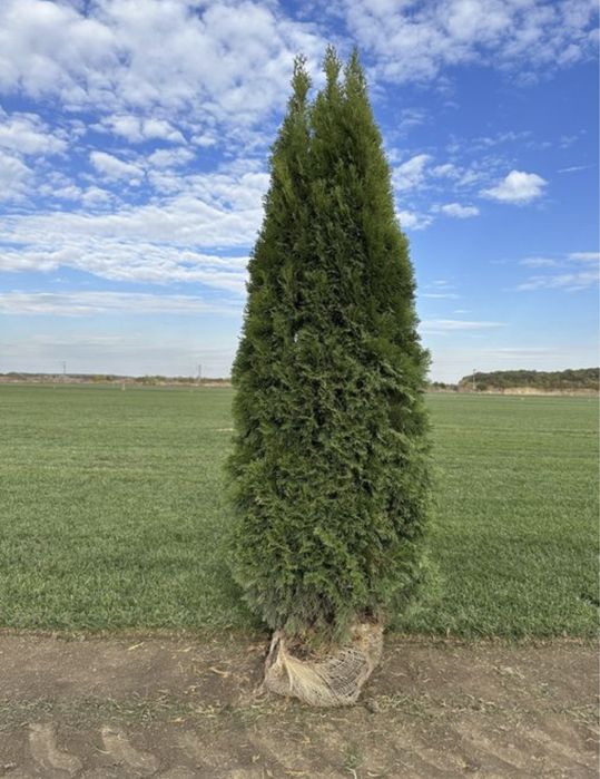 Plante ornamentale de orice specie