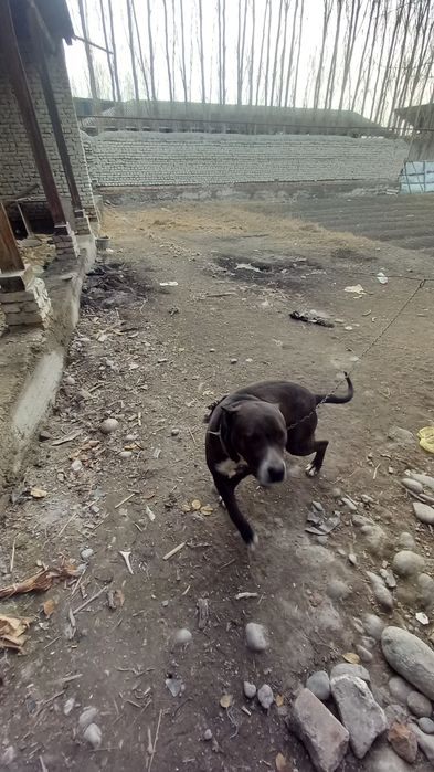 Pitbul sotiladi yoshi 1,5da ogil